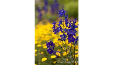 Gartenbaumschule Becker