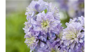 Gartenbaumschule Becker