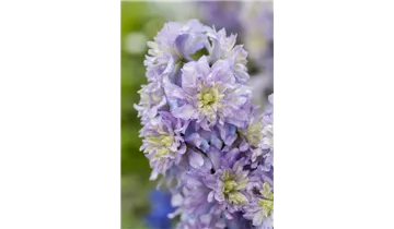 Gartenbaumschule Becker
