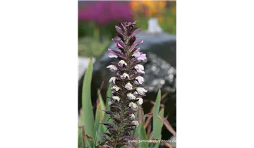 Gartenbaumschule Becker