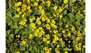 Gartenbaumschule Becker