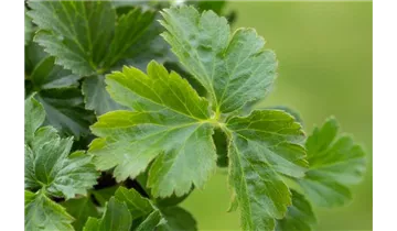 Gartenbaumschule Becker