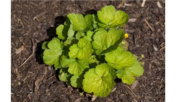 Gartenbaumschule Becker