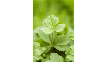 Gartenbaumschule Becker