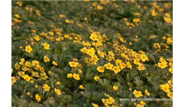 Gartenbaumschule Becker