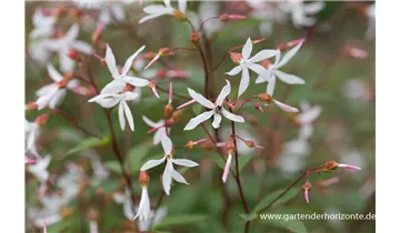 Gartenbaumschule Becker
