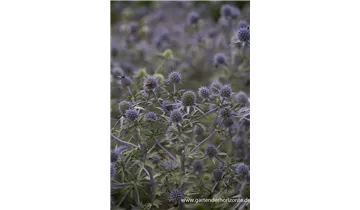 Gartenbaumschule Becker