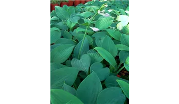 Gartenbaumschule Becker