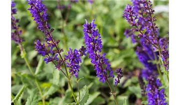 Gartenbaumschule Becker