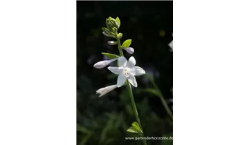 Gartenbaumschule Becker