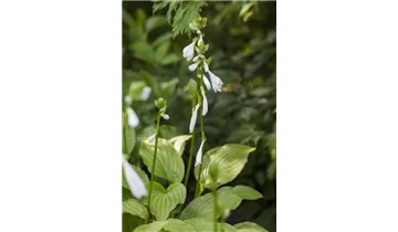 Gartenbaumschule Becker