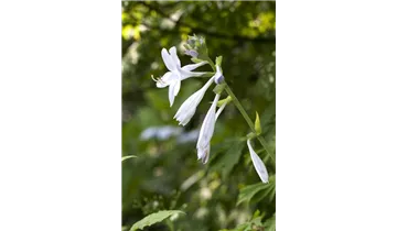 Gartenbaumschule Becker