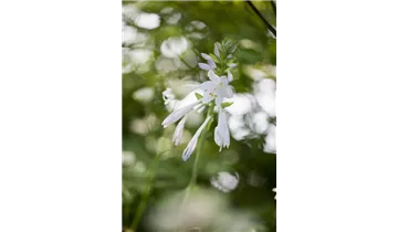 Gartenbaumschule Becker