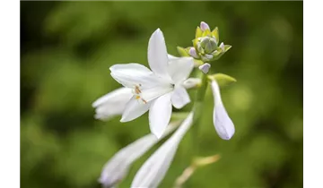 Gartenbaumschule Becker