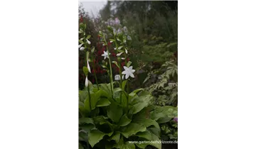 Gartenbaumschule Becker