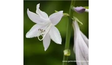 Gartenbaumschule Becker