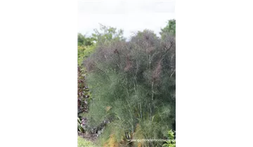 Gartenbaumschule Becker