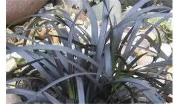 Gartenbaumschule Becker