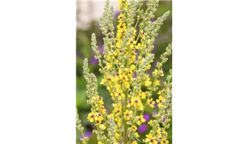 Gartenbaumschule Becker