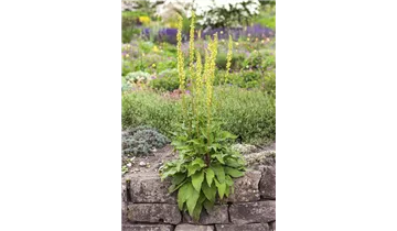 Gartenbaumschule Becker