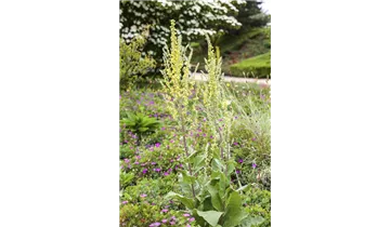 Gartenbaumschule Becker