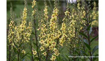 Gartenbaumschule Becker