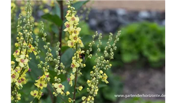 Gartenbaumschule Becker