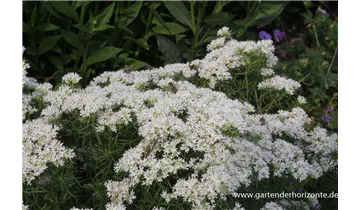 Gartenbaumschule Becker