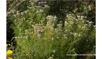 Gartenbaumschule Becker