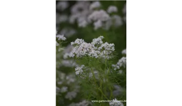 Gartenbaumschule Becker