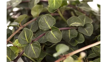 Gartenbaumschule Becker