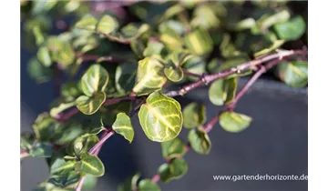 Gartenbaumschule Becker