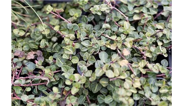 Gartenbaumschule Becker