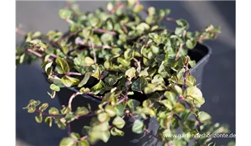 Gartenbaumschule Becker