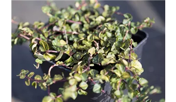 Gartenbaumschule Becker