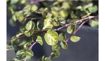 Gartenbaumschule Becker