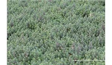 Gartenbaumschule Becker