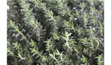 Gartenbaumschule Becker