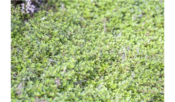 Gartenbaumschule Becker