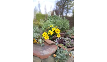 Gartenbaumschule Becker