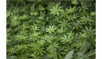 Gartenbaumschule Becker