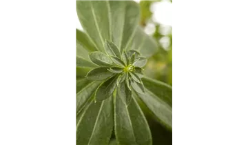 Gartenbaumschule Becker