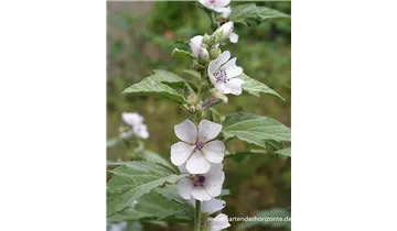 Gartenbaumschule Becker