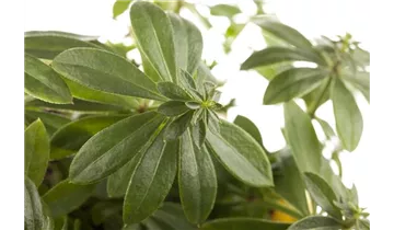 Gartenbaumschule Becker