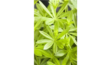 Gartenbaumschule Becker