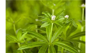 Gartenbaumschule Becker