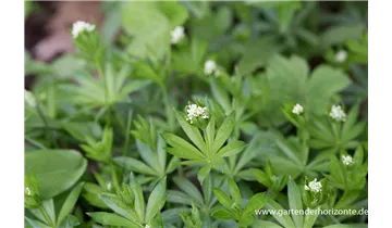 Gartenbaumschule Becker