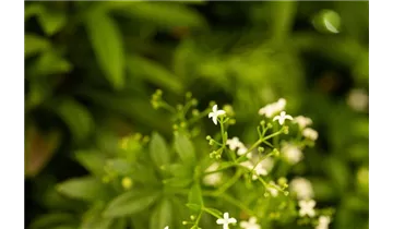 Gartenbaumschule Becker