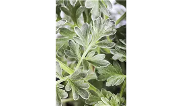 Gartenbaumschule Becker