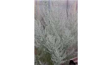 Gartenbaumschule Becker